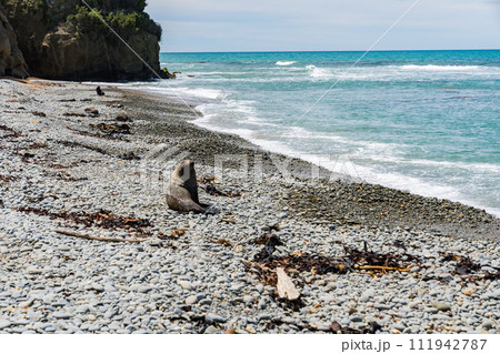 ニュージーランドの海岸にいる野生のアシカ 111942787
