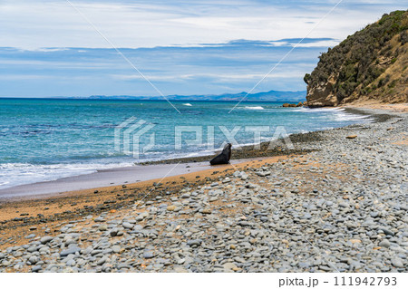 ニュージーランドの海岸にいる野生のアシカ 111942793