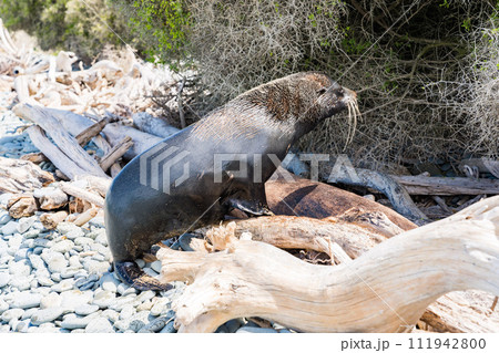 ニュージーランドの海岸にいる野生のアシカ 111942800
