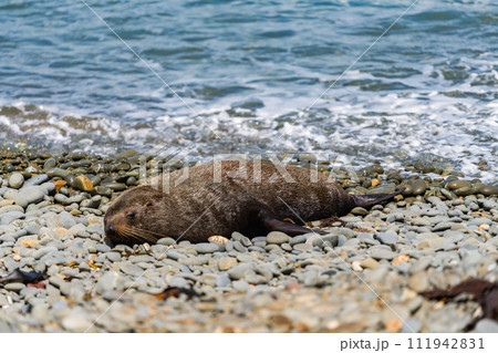 ニュージーランドの海岸にいる野生のアシカ 111942831