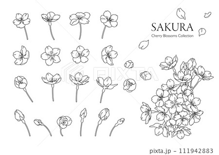 手描きの桜の花の線画イラスト（モノクロ） 111942883