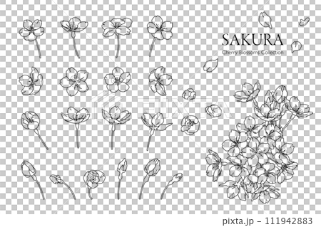 手描きの桜の花の線画イラスト（モノクロ） 111942883