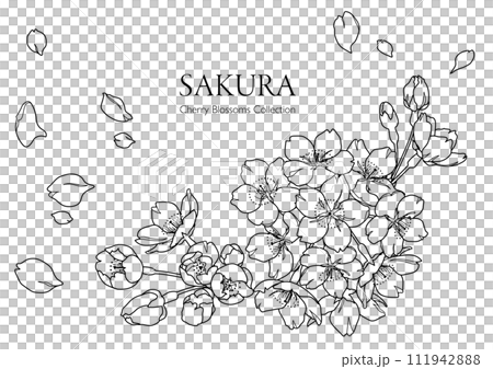Hand-drawn line drawing illustration of cherry blossoms (monochrome) 111942888