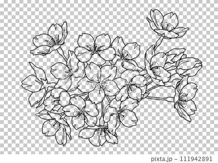 Hand-drawn line drawing illustration of cherry blossoms (monochrome) 111942891