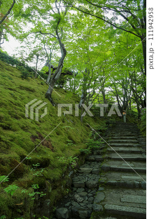 常寂光寺の苔の庭 111942958