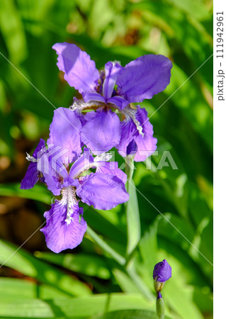 上御領神社のイチハツ 上御領神社のイチハツ 111942961