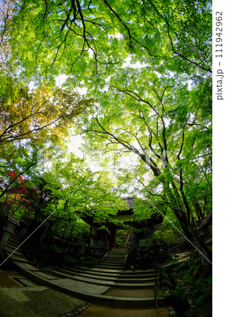 常寂光寺の新緑の風景 111942962