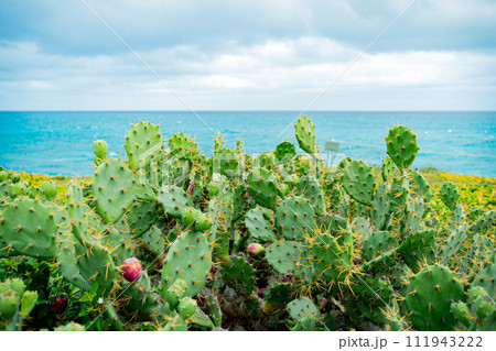 サボテン サボテン 111943222