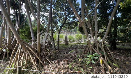 石垣島の奇妙な子樹木 111943239