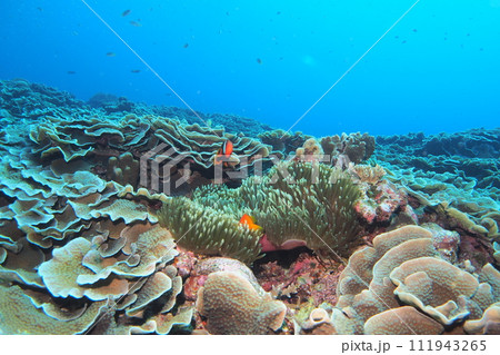 サンゴに隠れるハマクマノミ 沖縄の海 サンゴに隠れるハマクマノミ 沖縄の海 111943265