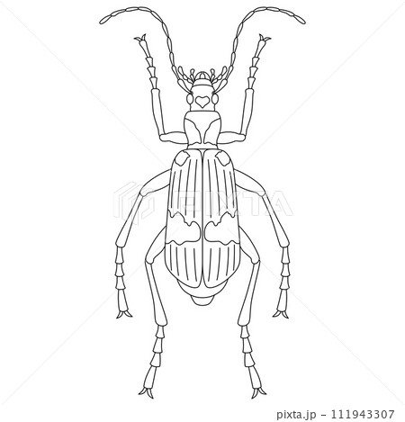 線画昆虫単品アイコン ミイデラゴミムシ 線画昆虫単品アイコン ミイデラゴミムシ 111943307