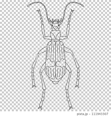 線画昆虫単品アイコン ミイデラゴミムシ 線画昆虫単品アイコン ミイデラゴミムシ 111943307