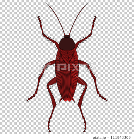 Color insect single item icon cockroach Color insect single item icon cockroach 111943309