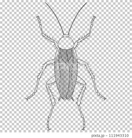 Line drawing insect single item icon cockroach 111943310