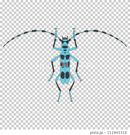 Colored insect single item icon Blue-winged longhorned beetle Colored insect single item icon Blue-winged longhorned beetle 111943318