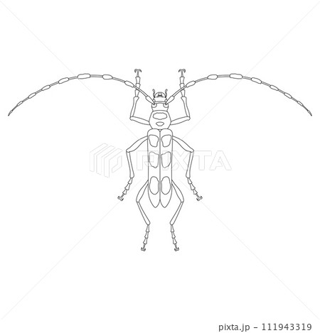 線画昆虫単品アイコン ルリボシカミキリ 線画昆虫単品アイコン ルリボシカミキリ 111943319