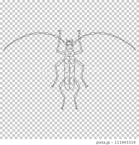 線画昆虫単品アイコン ルリボシカミキリ 線画昆虫単品アイコン ルリボシカミキリ 111943319