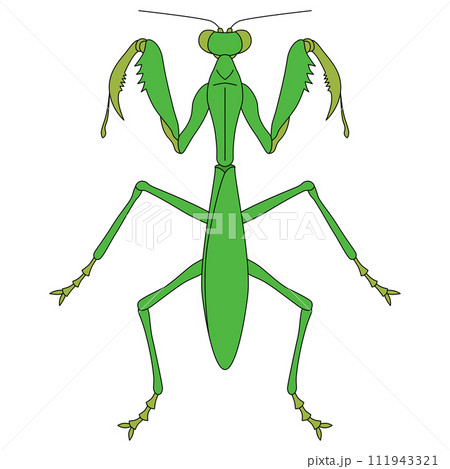 カラー昆虫単品アイコン　カマキリ 111943321