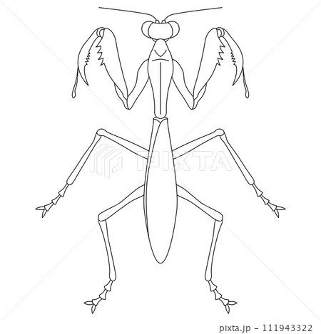 線画昆虫単品アイコン　カマキリ 111943322