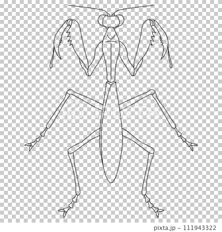線畫昆蟲單項圖示螳螂 線畫昆蟲單項圖示螳螂 111943322