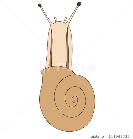 カラー昆虫単品アイコン　カタツムリ 111943333