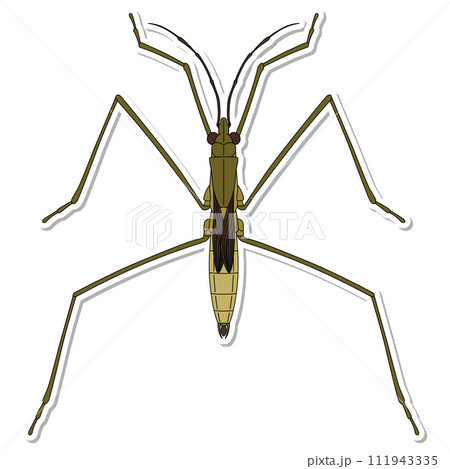 ステッカー昆虫単品アイコン　アメンボ 111943335