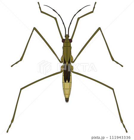 カラー昆虫単品アイコン　アメンボ 111943336