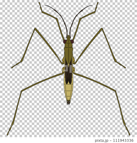 彩色昆蟲單品圖示水黽 111943336