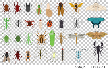 標本風格貼紙昆蟲圖示集(無背景) 標本風格貼紙昆蟲圖示集(無背景) 111943341