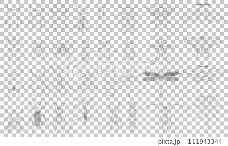 標本風格線條描昆蟲圖示集 111943344