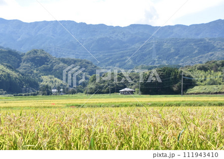 田んぼのあぜ道に咲く彼岸花 111943410