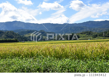 田んぼのあぜ道に咲く彼岸花 111943412