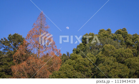 景色 風景 黄色の葉 111943419