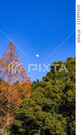 景色 風景 黄色の葉 111943420