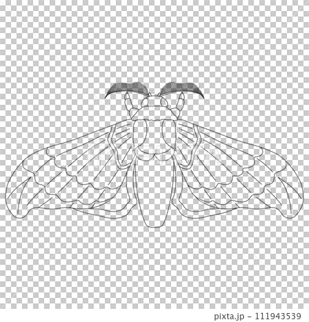 Line drawing insect single item icon silkworm Line drawing insect single item icon silkworm 111943539