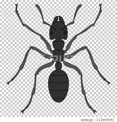 Color insect single item icon ant Color insect single item icon ant 111943541