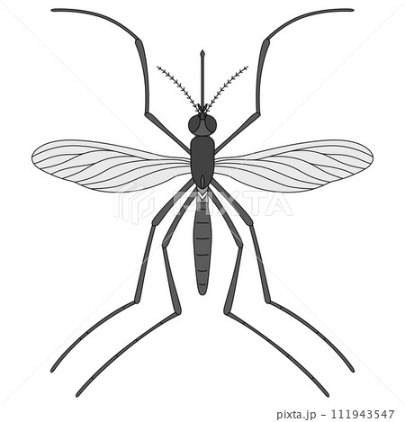 カラー昆虫単品アイコン 蚊 カラー昆虫単品アイコン 蚊 111943547