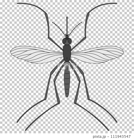 カラー昆虫単品アイコン 蚊 カラー昆虫単品アイコン 蚊 111943547