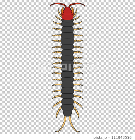 Color insect single item icon centipede 111943556