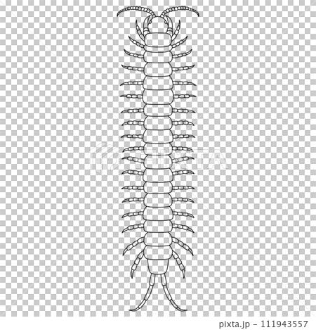Line drawing insect single item icon centipede 111943557