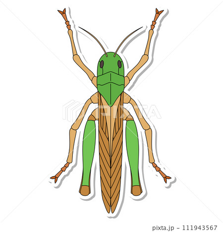 ステッカー昆虫単品アイコン トノサマバッタ ステッカー昆虫単品アイコン トノサマバッタ 111943567