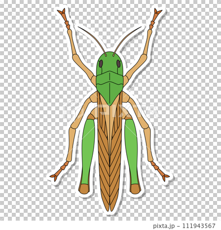 ステッカー昆虫単品アイコン トノサマバッタ ステッカー昆虫単品アイコン トノサマバッタ 111943567