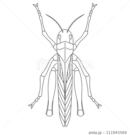 線画昆虫単品アイコン　トノサマバッタ 111943569