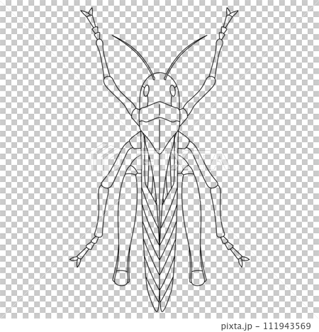 線画昆虫単品アイコン　トノサマバッタ 111943569