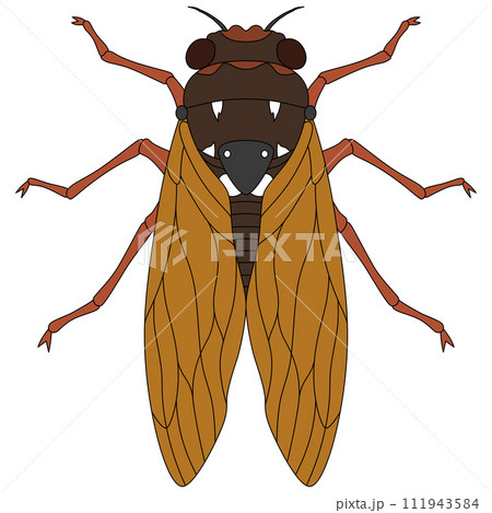 カラー昆虫単品アイコン　蝉 111943584