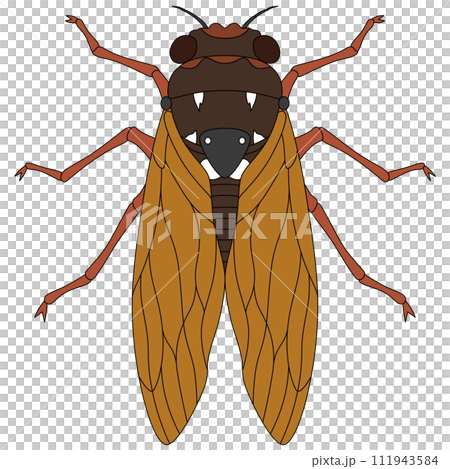 カラー昆虫単品アイコン　蝉 111943584
