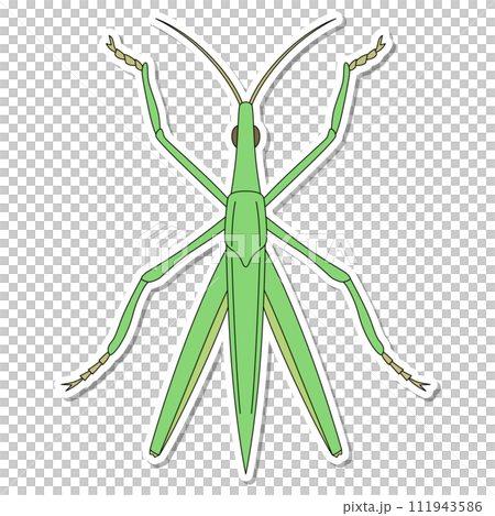ステッカー昆虫単品アイコン ショウリョウバッタ ステッカー昆虫単品アイコン ショウリョウバッタ 111943586