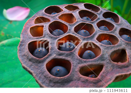 蓮の果托　夏の終わり 111943611