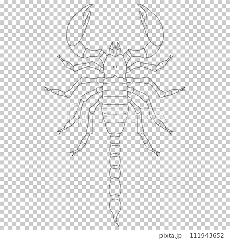 Sticker insect single item icon scorpion 111943652