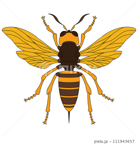 カラー昆虫単品アイコン　蜂 111943657